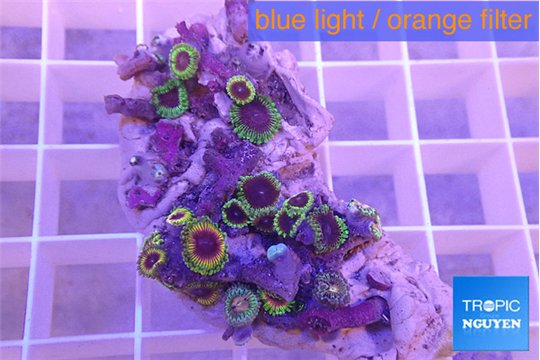 Zoanthus fijii premium 2-4 cm WYSIWYG acclimaté