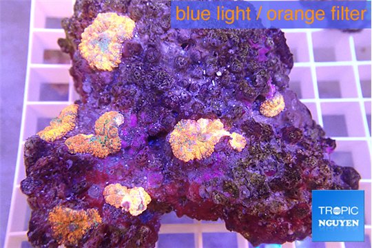 Rhodactis red blue supermann small polyps 6 polyps WYSIWYG acclimaté