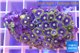 Zoanthus blue magician 3-4 cm WYSIWYG acclimaté