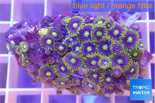 Zoanthus blue magician 3-4 cm WYSIWYG acclimaté