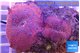 Discosoma red galaxy 2 polyps WYSIWYG acclimaté