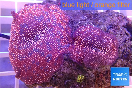 Discosoma red galaxy 2 polyps WYSIWYG acclimaté