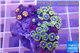 Zoanthus blue magician 3-4 cm WYSIWYG acclimaté