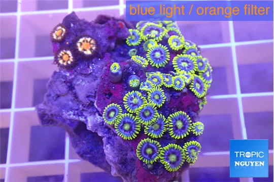 Zoanthus blue magician 3-4 cm WYSIWYG acclimaté