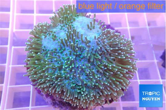 Sarcophyton long polyps 7-12 cm WYSIWYG acclimaté