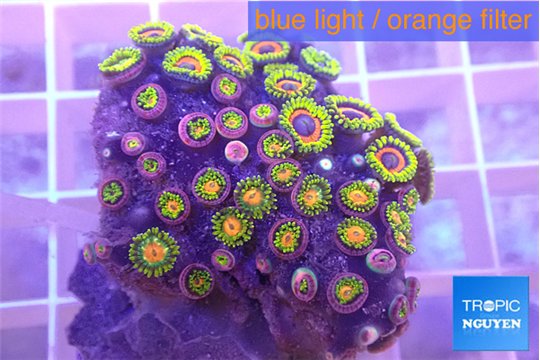 Zoanthus green 3-5 cm WYSIWYG acclimaté