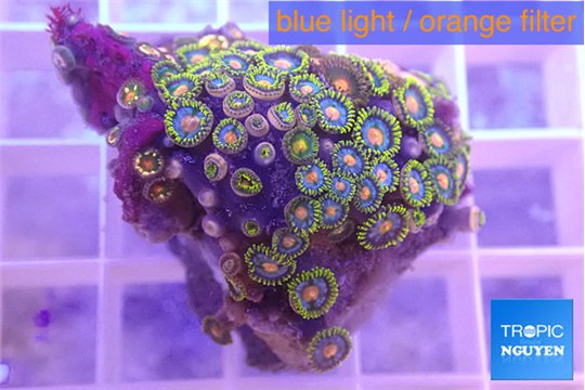 Zoanthus blue magician 2-3 cm WYSIWYG acclimaté