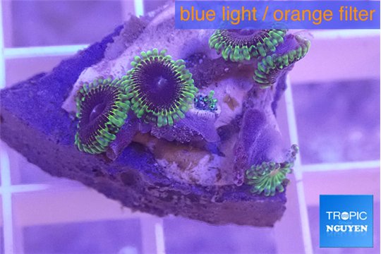 Zoanthus fijii premium 4-5 cm WYSIWYG acclimaté