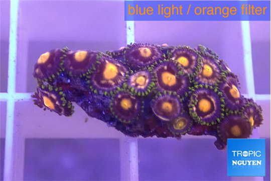 Zoanthus orange 1-2 cm WYSIWYG acclimaté