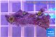 Zoanthus green 3-4 cpolyps WYSIWYG acclimaté