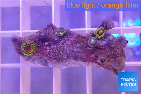 Zoanthus green 3-4 cpolyps WYSIWYG acclimaté