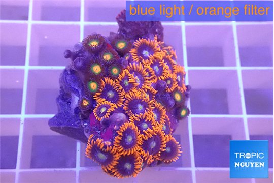 Zoanthus mixed color 3-4 cm WYSIWYG acclimaté