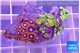 Zoanthus mixed color 4-5 cm WYSIWYG acclimaté
