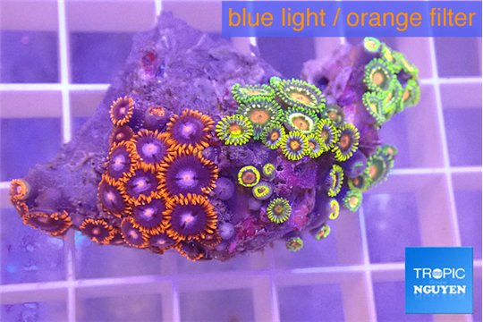 Zoanthus mixed color 4-5 cm WYSIWYG acclimaté