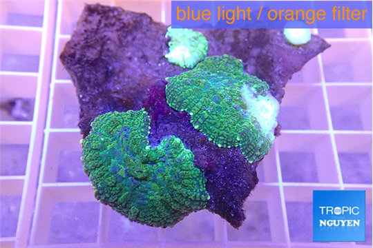 Rhodactis green purple 2 polyps WYSIWYG acclimaté