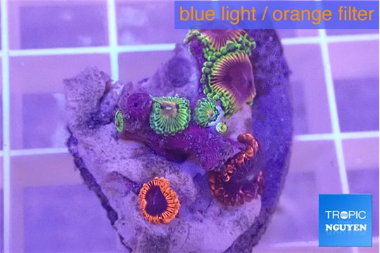 Zoanthus fijii premium 2-4 cm WYSIWYG acclimaté