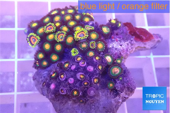 Zoanthus mix color 3-5 cm WYSIWYG acclimaté