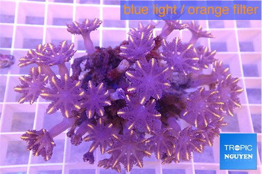 Clavularia papaya orange 4-6 cm WYSIWYG acclimaté