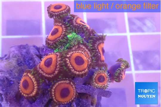 Zoanthus red loop 2-3 cm WYSIWYG acclimaté