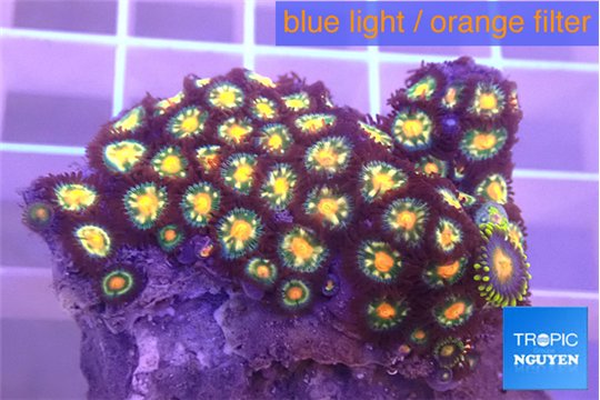 Zoanthus gold 3-4 cm WYSIWYG acclimaté