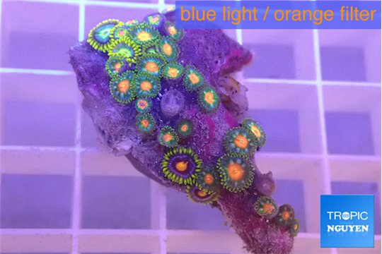 Zpanthus green 2-4 cm WYSIWYG acclimaté