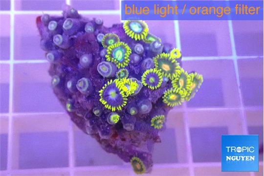 Zoanthus blue magician 2-3 cm WYSIWYG acclimaté