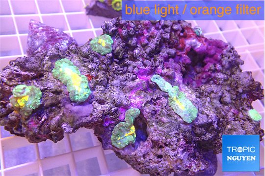 Rhodactis gold fusion small polyps 4-5 polyps WYSIWYG acclimaté