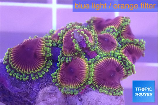 Zoanthus fijii premium 2-3 cm WYSIWYG acclimaté