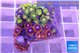 Zoanthus mixed color 2-4 cm WYSIWYG acclimaté