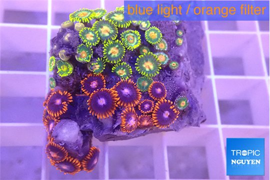 Zoanthus mixed color 2-4 cm WYSIWYG acclimaté