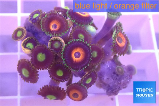 Zoanthus red loop 2-3 cm WYSIWYG acclimaté