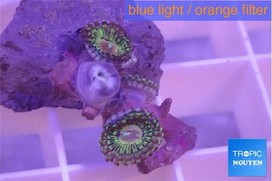 Zoanthus fijii premium 3-4 polyps WYSIWYG acclimaté