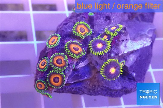 Zoanthus mixed color 2-4 cm WYSIWYG acclimaté