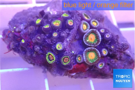 Zpanthus green 2-4 cm WYSIWYG acclimaté