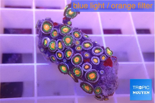 Zoanthus orange 2-3 cm WYSIWYG acclimaté