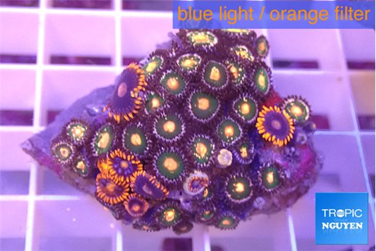 Zoanthus mixed color 2-4 cm WYSIWYG acclimaté