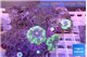 Ricordea yuma purple green 3 polyp WYSIWYG acclimaté