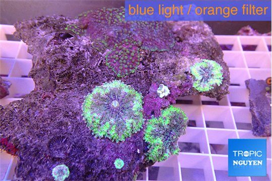 Ricordea yuma purple green 3 polyp WYSIWYG acclimaté