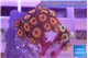 Zoanthus red loop 2-3 cm WYSIWYG acclimaté