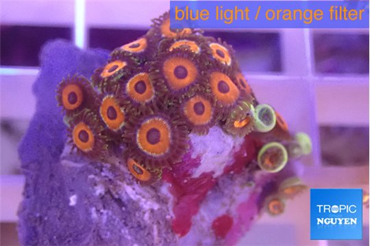 Zoanthus red loop 2-3 cm WYSIWYG acclimaté