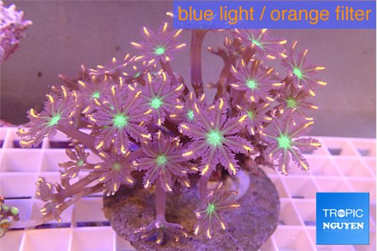 Clavularia papaya orange green 8-12 cm WYSIWYG acclimaté