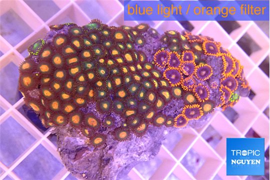 Zoanthus mixed color 3-5 cm WYSIWYG acclimaté