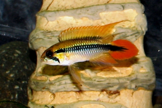 Apisto. agassizi gold red - 3-4.