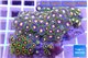 Zoanthus mixed color 3-5 cm WYSIWYG acclimaté