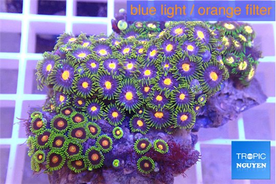 Zoanthus mixed color 3-5 cm WYSIWYG acclimaté