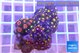 Zoanthus mixed color 3-4 cm WYSIWYG acclimaté