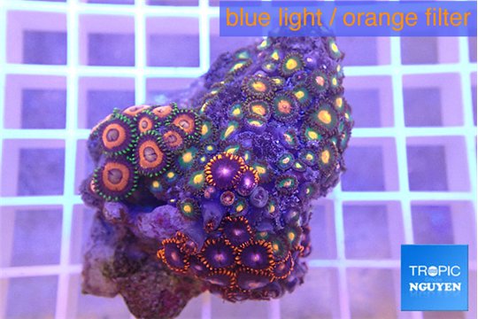 Zoanthus mixed color 3-4 cm WYSIWYG acclimaté