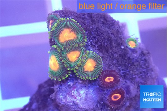 Zoanthus mixed color 1-2 cm WYSIWYG acclimaté