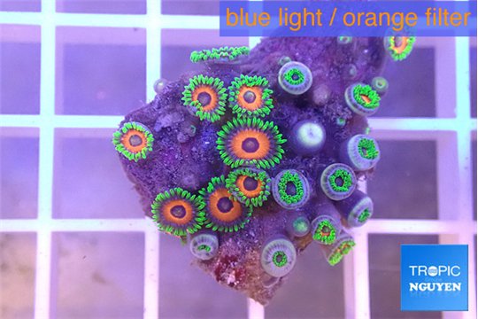 Zoanthus green 2-3 cm WYSIWYG acclimaté