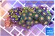 Zoanthus green 2-4 cm WYSIWYG acclimaté